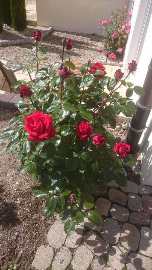 Ferienoase Engel Daire Uberlingen Dış mekan fotoğraf